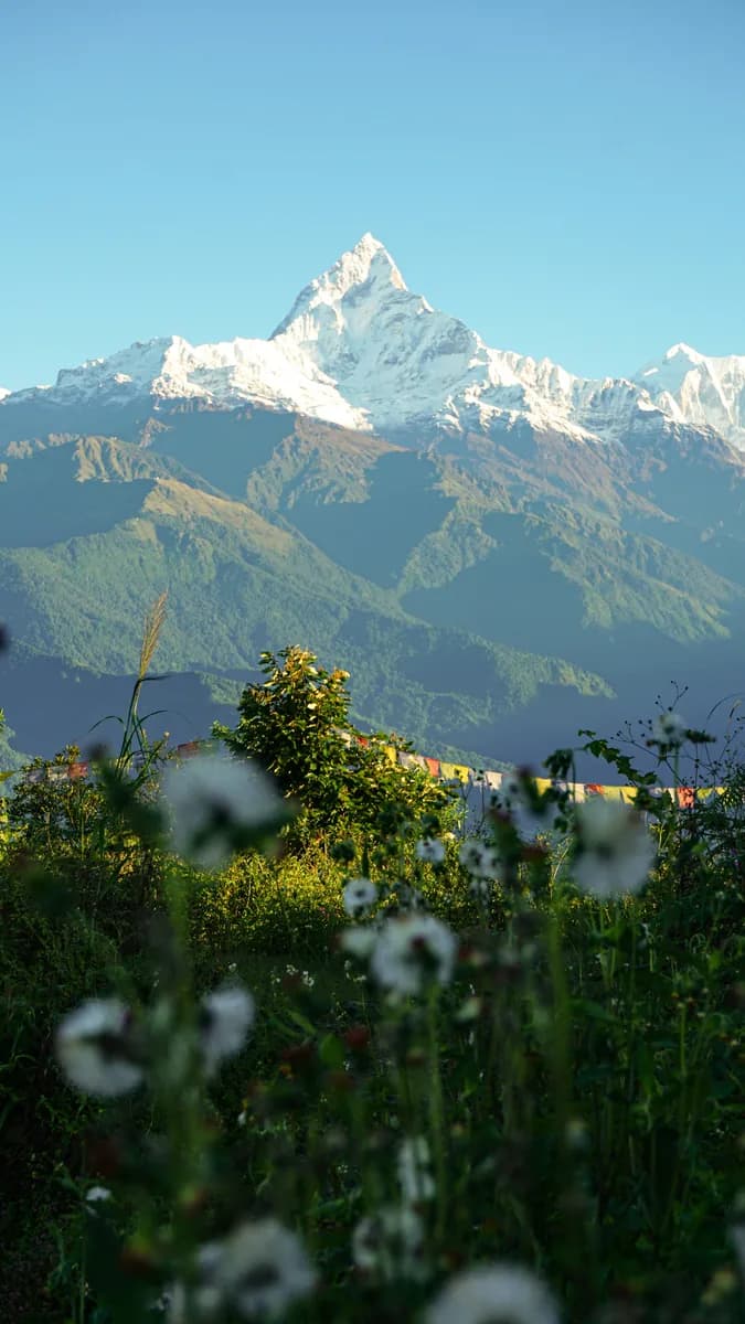 Prayer flags and wildflowers below the Machhapuchhre peak, Nepal